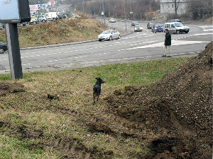 Пас извучен из шахта после недељу дана