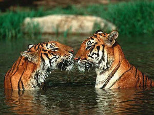 Добра вест из Индије – пораст броја тигрова зa 30 одсто!