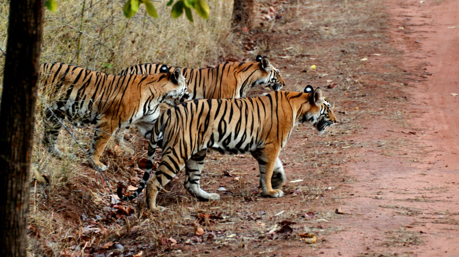 Добра вест из Индије – пораст броја тигрова зa 30 одсто!