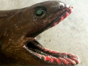 Упецали ајкулу из доба јуре?!