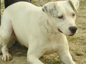 Дом тражи Нађа, не Кокаинка