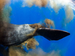 Рониоци на погрешном месту у погрешно време