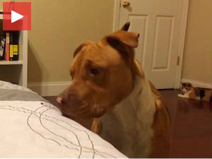 Кад ти бубамара не да мира...