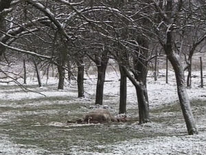 Пси луталице поклали овце код Краљева