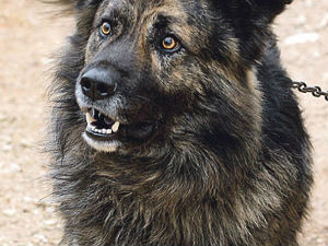 Медо, пас са судском забраном лајања!