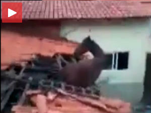 Откуд коњ на крову?