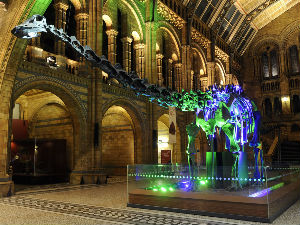 Плави кит потиснуо диносауруса