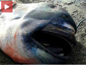 Ајкула каква се ретко виђа!