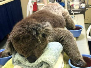 Фотографија која је разнежила милионе