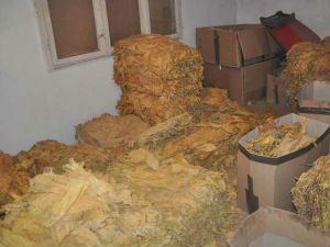 Пећинци, заплена сушеног дувана