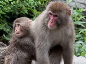 Мајмуни заплењени на Хоргошу збринути у Шпанији