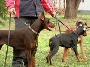 Без повоца ни у парк