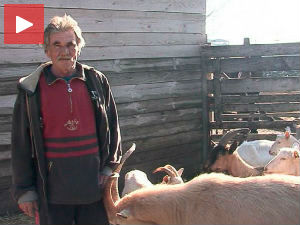 Од малог стада до великог бизниса