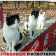 Гледаоци репортери (5. фебруар 2015)