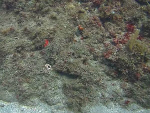 Пронађите хоботницу