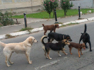 Чопор паса напао човека у Вишњичкој бањи