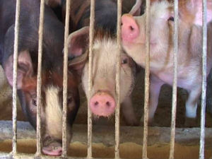 Ниска откупна цена товљеника