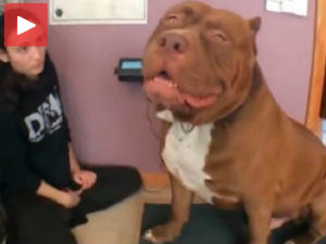 Највећи питбул на свету је велика маза