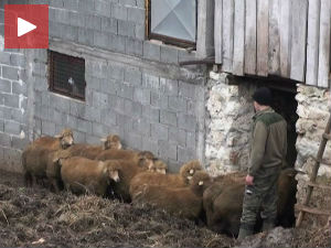 Овчари из Кривог вира
