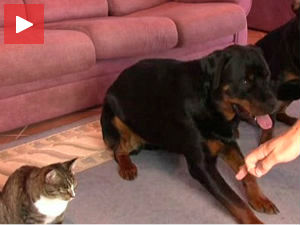 Све што можете ви, могу и ја!