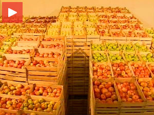 Пад рубље оборио и српски извоз у Русију