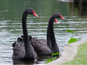 Загребачки зоо-врт нуди секси туре