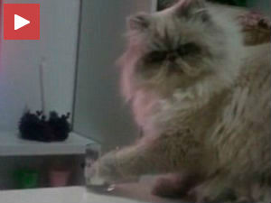 Најзлобнија мачка на свету?