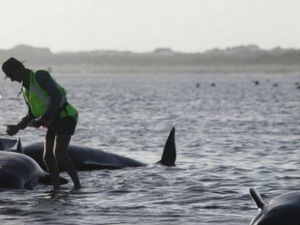 Угинуло јато китова на Новом Зеланду