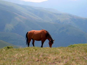 Дивљи коњи са Суве планине одлазе у легенду?