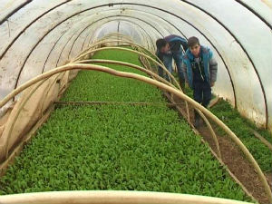 Село повртара