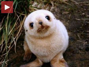 Непозван дошао на вожњу кајаком