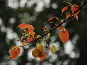 Обамино дрво није суво - само тако изгледа