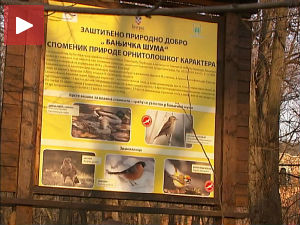 Да ли ће Бањичка шума постати Бајфордова?