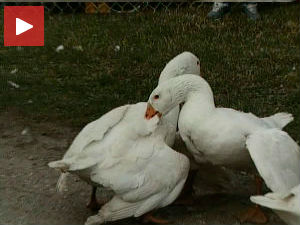 Светско првенство у надметању гусана у Мокрину