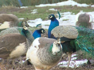 Паунови љубимци целе породице