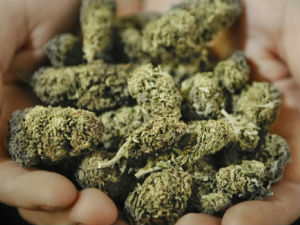Марихуана од данас легална на Аљасци