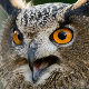 Сова терорише холандски град