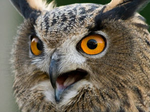 Сова терорише холандски град