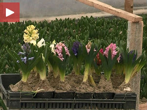 Цветни бизнис