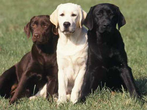 Лабрадори и даље најомиљенија раса