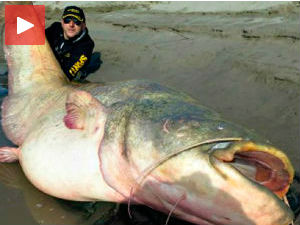 Где је ово расло?!