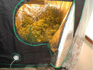 Откривена лабораторија за  марихуану у Нишу