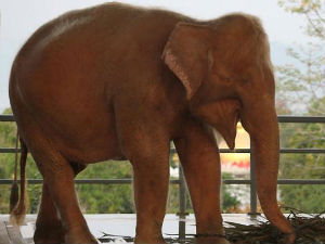 Срећа – ухваћена албино слоница