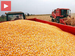 Добар род кукуруза обара цену