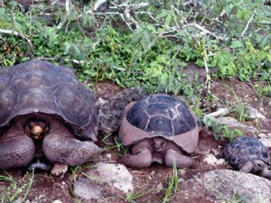 Беба корњаче након 100 година на Галапагосу!