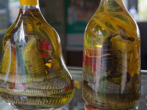 Заплењен напитак са змијом