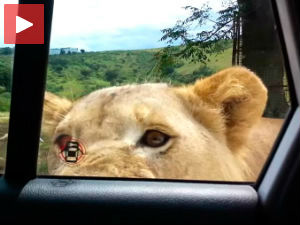 Лавица сама отворила врата!