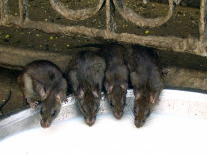 Десеторо оболелих од "зечје грознице"