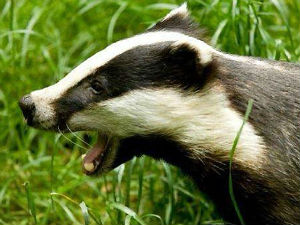 Jазавaц „затворио“ хотел