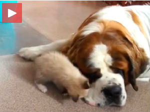 Она би да се игра, а он да спава